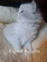 Рагдол котка / регдол коте / Ragdoll Cat, снимка 4