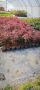Японски клен , снимка 1 - Градински цветя и растения - 45701012