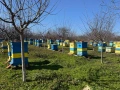 пчелни семейства, снимка 5