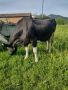 Крава, снимка 1 - Крави - 45629606