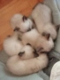Продаваме сиамски котета , снимка 8