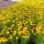 Кореопсис, Coreopsis Grandiflora 'Early Sunrise', снимка 2