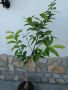 Лимон - Лимоново дръвче , снимка 1 - Градински цветя и растения - 41291782