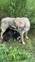 Кученце Кане Корсо Смеска с Алабай с Доставка 60лв, снимка 10