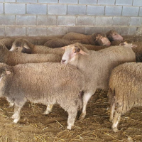 Продавам овце, снимка 2 - За селскостопански - 44937151