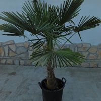 Зимна палма Трахикарпус - многогодишна, снимка 1 - Градински цветя и растения - 45179022