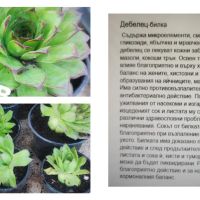 Растения за здраве и красота, снимка 8 - Градински цветя и растения - 45315924