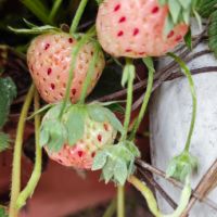 Ананасова ягода, снимка 2 - Градински цветя и растения - 45640294