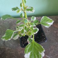 Комплект Каскадни растения , снимка 11 - Стайни растения - 45836156