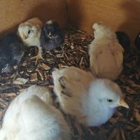 Пилета от домашни кокошки носачки на 5 дни, снимка 4 - други­ - 45806894