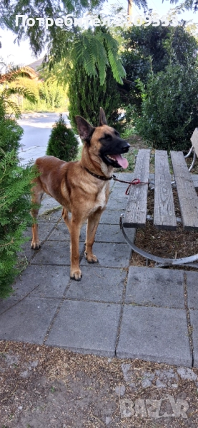 МАЛИНОА, снимка 1