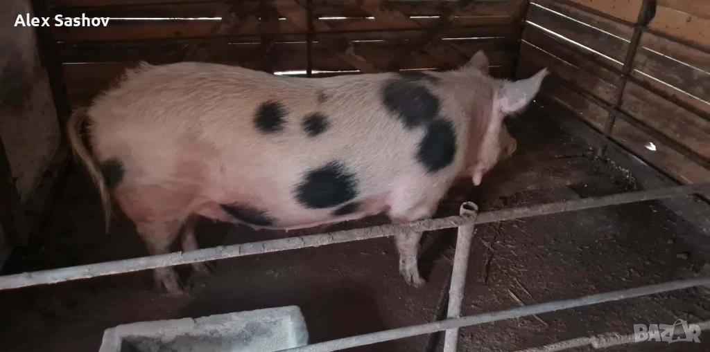 Свиня майка , снимка 1