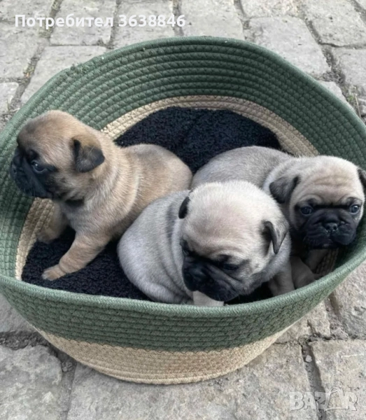 мопс, снимка 1