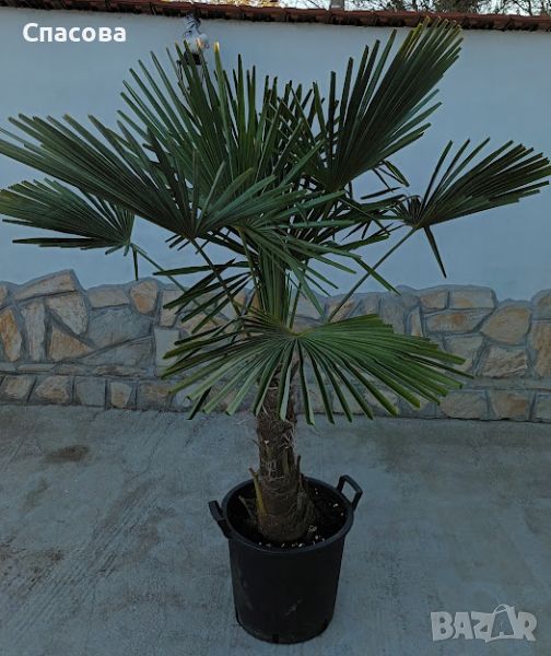 Зимна палма Трахикарпус - многогодишна, снимка 1