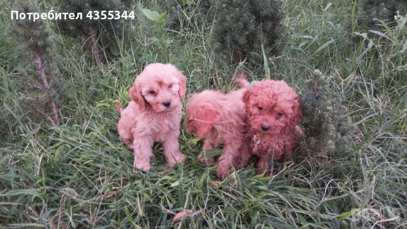 Кавапу, снимка 1