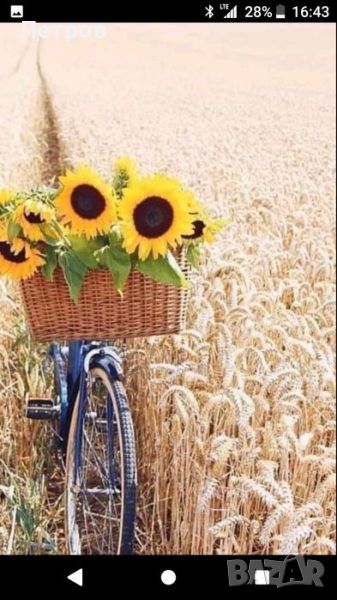 Земеделска земя-Павликени , снимка 1