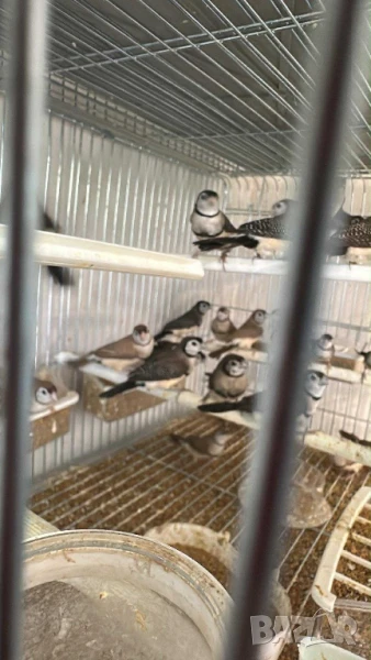 Продавам Белолики Астрилди , снимка 1