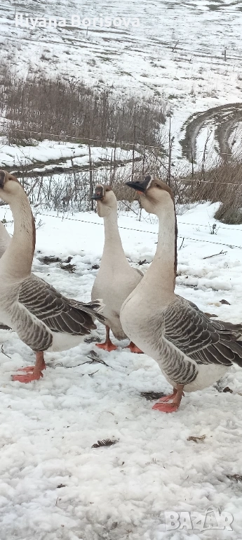 Мъжки лебедови гъски, снимка 1