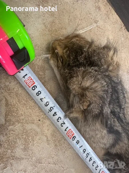 естествена кожа с косъм , снимка 1