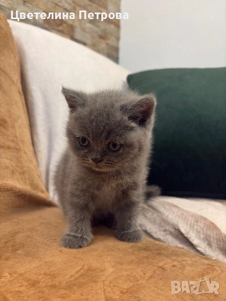 Британска късокосместа котка, снимка 1