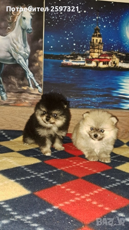 ПОМЕРАН, снимка 1