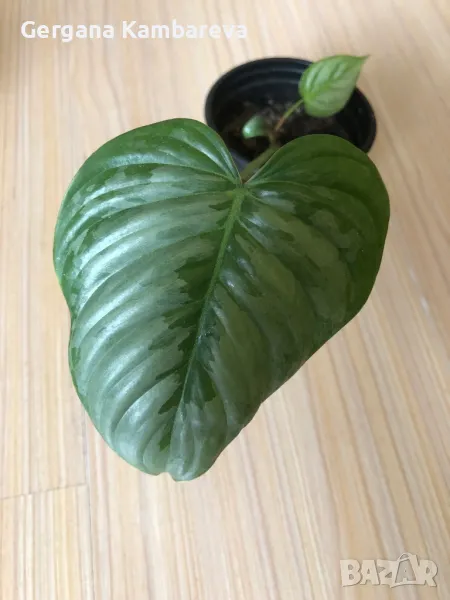 Philodendron Sodiroi , снимка 1