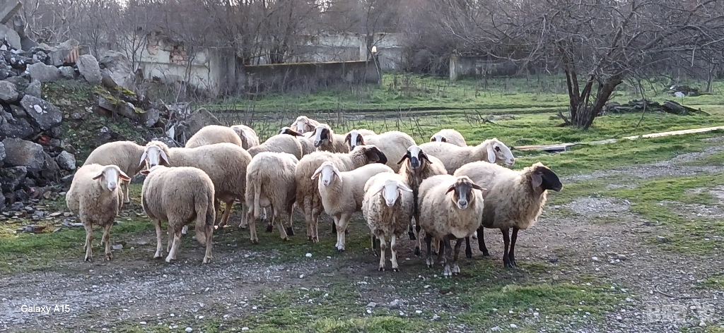 Свободни овце и кочове!, снимка 1