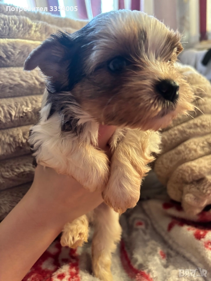 йорки бивър супер подарък , снимка 1