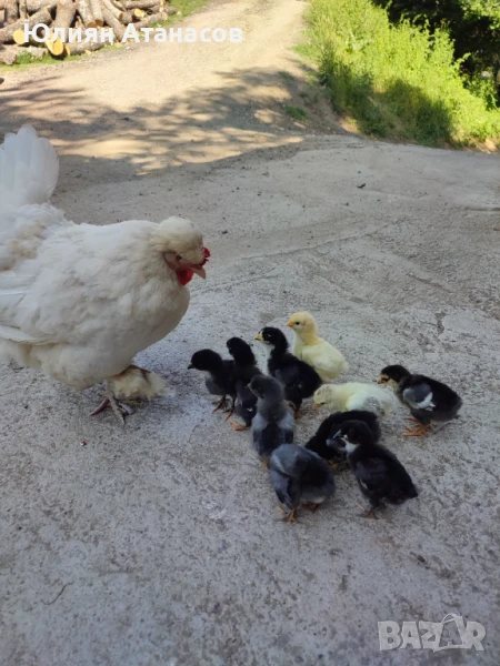 Продавам пилета, снимка 1