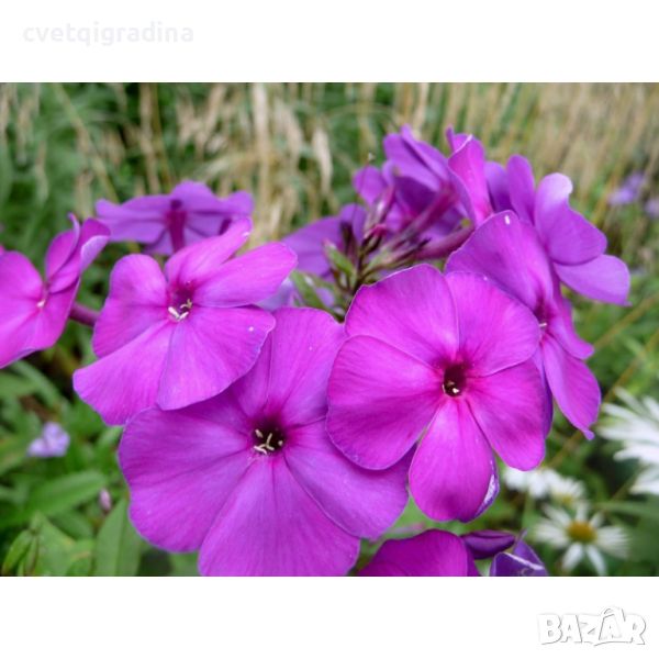 Phlox pan. 'Dusterlohe' Флокс, снимка 1