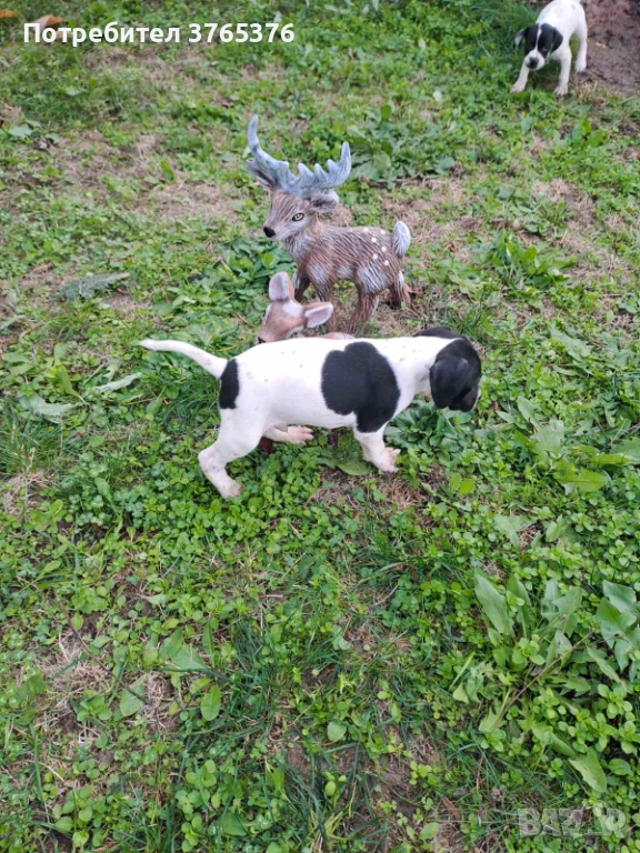 Английски пойнтер, снимка 1