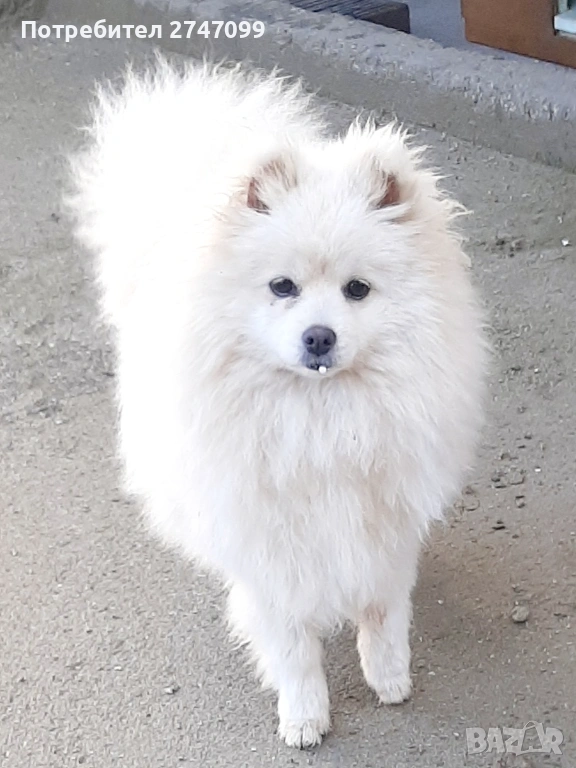Женски Померан, снимка 1
