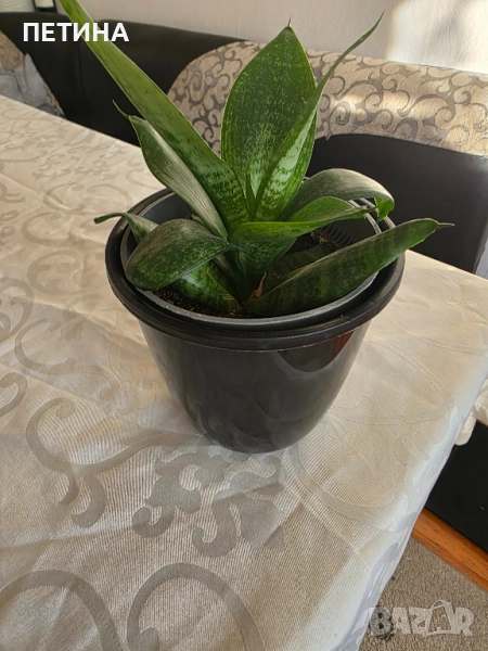 сансевиера , снимка 1