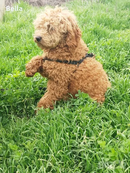 Мини пудел, снимка 1