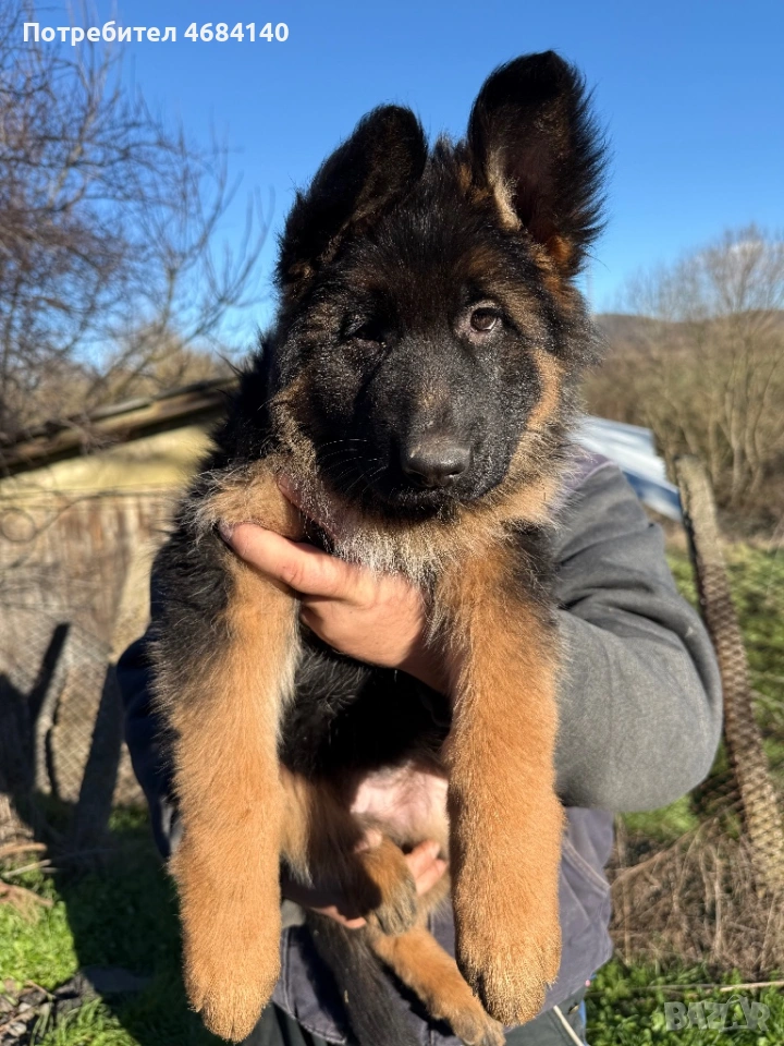 Немска овчарка с дълъг косъм с родословие , снимка 1
