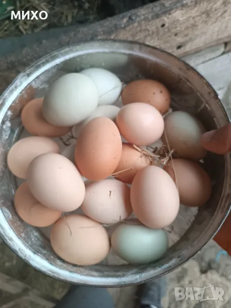 Домашни яйца , снимка 1