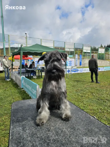 цвергшнауцер сол/пипер мъжки /женски, снимка 1