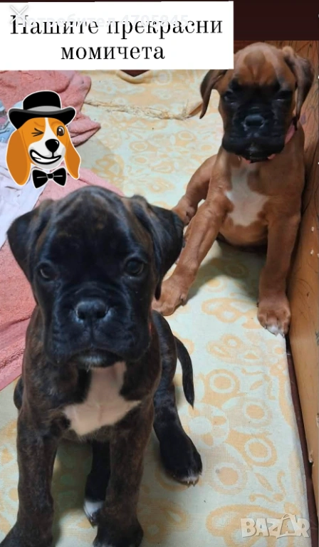 Немски Боксер, снимка 1