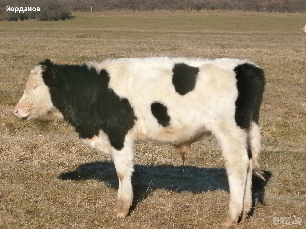 мъжко теле, снимка 1