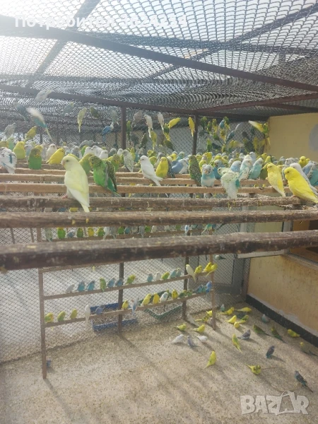 Продавам вълнисти папагали, снимка 1