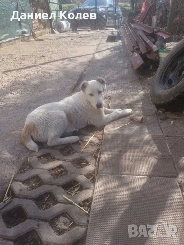 Продавам женски алабай, снимка 12 - Алабай - 54001463