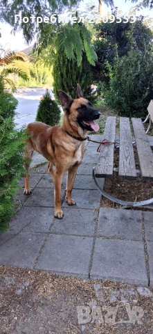 МАЛИНОА, снимка 1