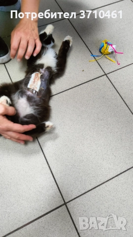 Коте, дългокосмест, 6 месечен, черно-бял, с отрицателни тестове за болести, снимка 5 - Други - 51742472