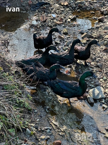 Патици Каюги , снимка 6 - Патици и гъски - 53903453