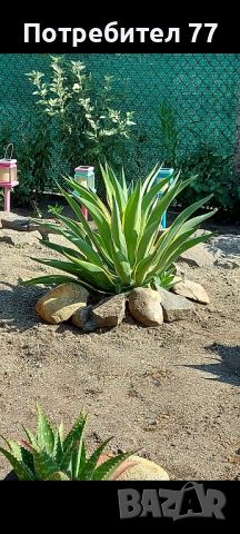 agave desmettiana агаве десметиана, снимка 4 - Градински цветя и растения - 42092246