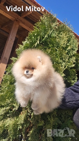 Мини Померан момче , снимка 2 - Померан - 53851163