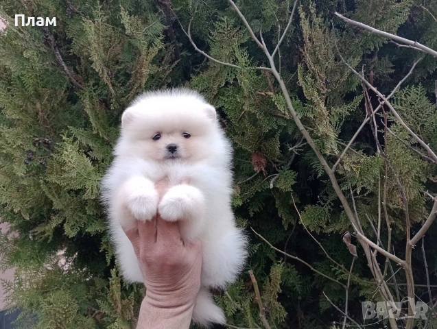 Померани.Реални снимки ! Различни възрасти !!!, снимка 12 - Померан - 54055195