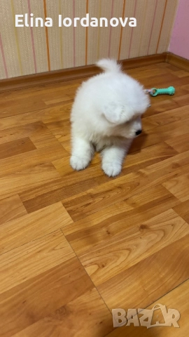 Бебе Самоед-момиче, снимка 4 - Самоед - 52914421