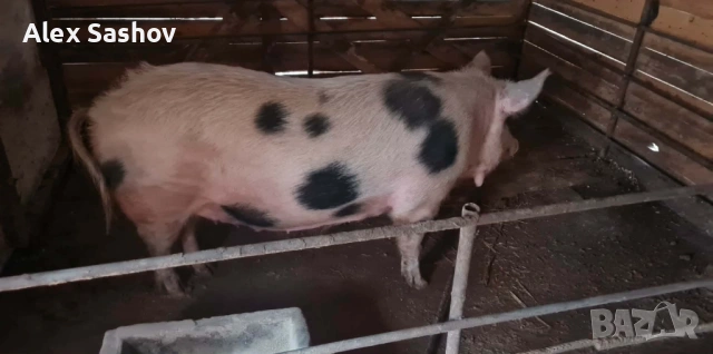 Свиня майка 