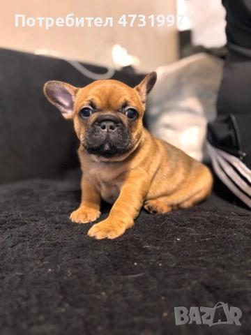 Френски булдочета, снимка 2 - Френски булдог - 53403021